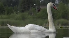 音乐短片 - 优雅水鸟