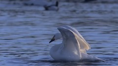 音乐短片 - 魅力大自然