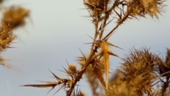 音乐短片 - 秋的呢喃