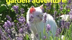 音乐短片,萌宠 - Kitten Odin And Oscar Funny Garden Adventure