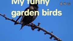音乐短片 - My Funny Garden Birds Meine Lustigen GartenvöGel