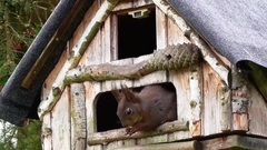 音乐短片 - Sweet Squirrels In My Garden