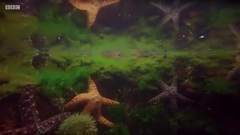 音乐短片 - Blue Planet II