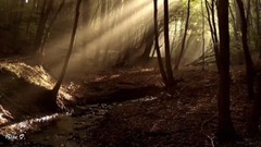 音乐短片 - Les Arbres De Lumiere