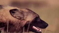 音乐短片 - 猎捕