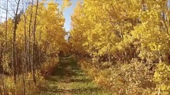 风景,音乐短片 - Les arbres de Lumiere