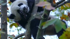 音乐短片 - 九寨沟