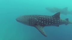 音乐短片 - 与鲸鲨共舞