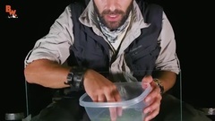 音乐短片 - Incredible Invisible Frog!