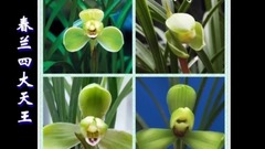 音乐短片 - 世界珍稀兰花欣赏