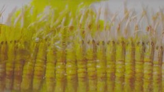 音乐短片 - 美食 水果 蔬菜 集锦