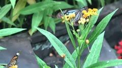 音乐短片 - 两只蝴蝶