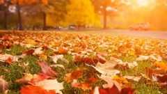 音乐短片 - Осеннняя грусть