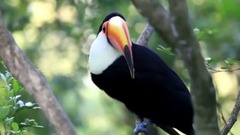 音乐短片 - 大嘴鸟 之 除了吃以外 我最爱......