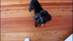 音乐短片 - Happy birthday Penny - VLOGTOBER day 1