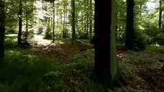 音乐短片 - Les Arbres De Lumiere