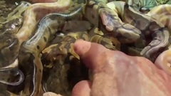 音乐短片 - Meet a nest full of Royal Python babies (Ball Python)