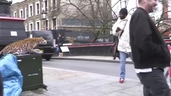 音乐短片 - Leopard Prank! Camden Town