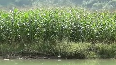 音乐短片 - 广西百鸟岩游船