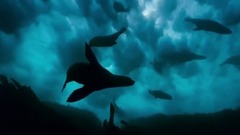 音乐短片 - 超震撼!BBC 蓝色星球2 预告片