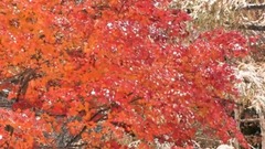 音乐短片 - 深秋景色