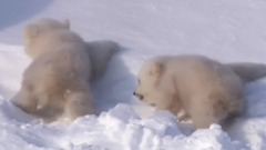 风景,影视原声,音乐短片,乐动城市 - 地球脉动-Planet Earth (2006) 1、南极北极