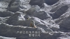 风景,影视原声,音乐短片,乐动城市 - 地球脉动-Planet Earth (2006) 6、冰雪世界