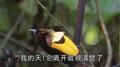风景,影视原声,音乐短片,乐动城市 - 地球脉动-Planet Earth (2006) 8、丛林