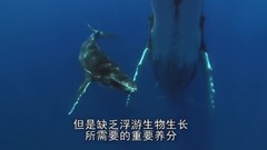 风景,影视原声,音乐短片,乐动城市 - 地球脉动-Planet Earth (2006) 9、浅海
