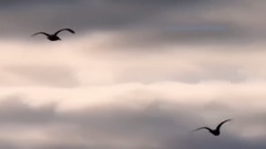 音乐短片 - Dancing Waves