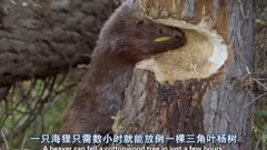 风景,影视原声,音乐短片,轻音乐,乐动城市 - 黄石公园.秋
