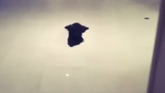 少女时代,太妍(少女时代) - 泰妍更新金泽视频一则