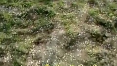 葬花吟