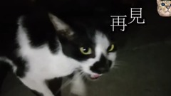 音乐短片,萌宠 - 史上最会说话的猫咪
