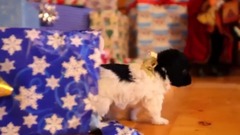 音乐短片,萌宠 - Puppy Christmas