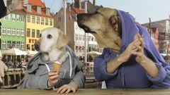 音乐短片,萌宠 - Two Dogs In Copenhagen
