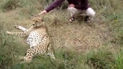 音乐短片,萌宠 - Cheetah Purring - A Cute Big Cat Videos Compilation