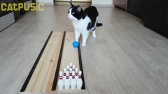 音乐短片,萌宠 - Cat in BOWLING as a professional !!