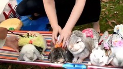 音乐短片,萌宠 - The rabbits from ~