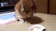 音乐短片,萌宠 - The loppy eared rabbit Eating yogurt for the first time