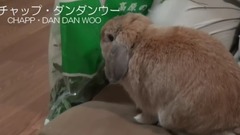 音乐短片,萌宠 - The loppy eared rabbit chapp bag is dandelion leaves