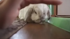 音乐短片,萌宠 - Rabbit hand to touch to his head