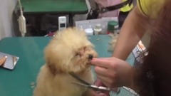 音乐短片,萌宠 - Poodle cut hair so sleepy when I want to sleep..