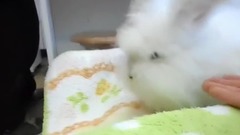 音乐短片,萌宠 - Play of the rabbit
