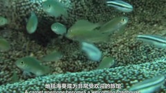 风景,影视原声,音乐短片,轻音乐,乐动城市 - <大堡礁.珊瑚礁至雨林>第2集.中文字幕
