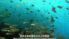 风景,影视原声,音乐短片,轻音乐,乐动城市 - <大堡礁.自然奇迹>第1集