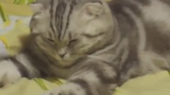 萌宠 - 高におもしろ猫のハプニング, 失敗動画・超かわいい