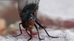 华语群星 - 苍蝇的舌头被冻肉冻住,真是越看越好笑!