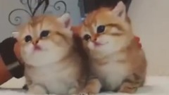 萌宠 - 超萌的小奶猫 好想捏捏