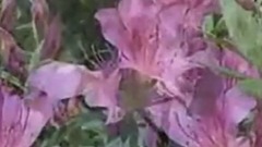 华语群星,民乐群星 - 祝福得荣